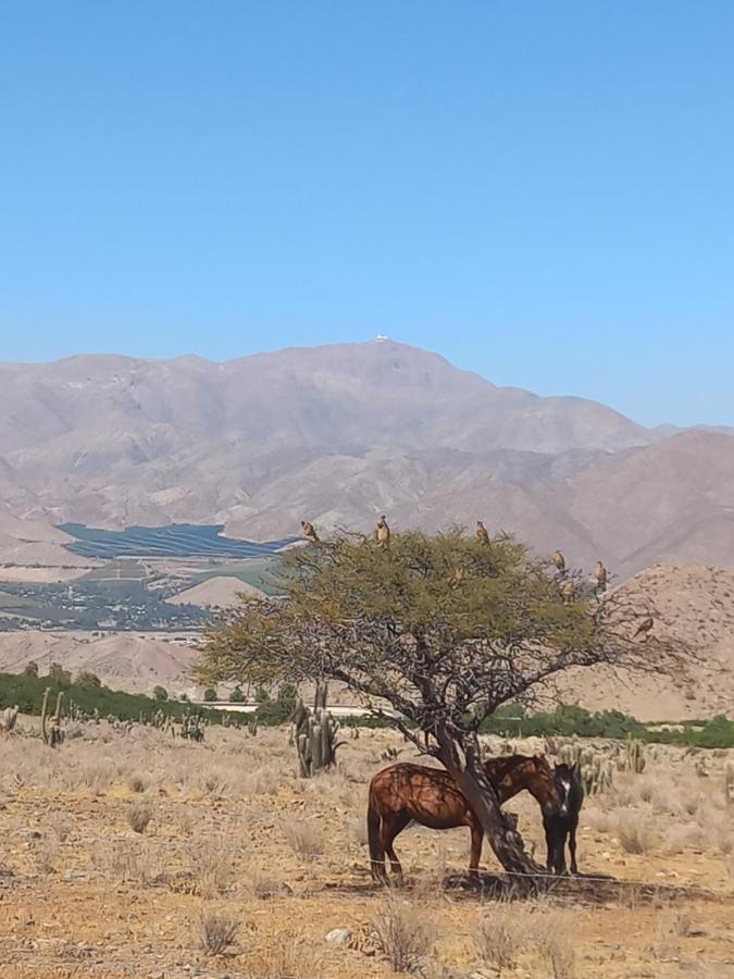 Campo De Cielo Mamalluca Valle De Elqui Вікунья Екстер'єр фото
